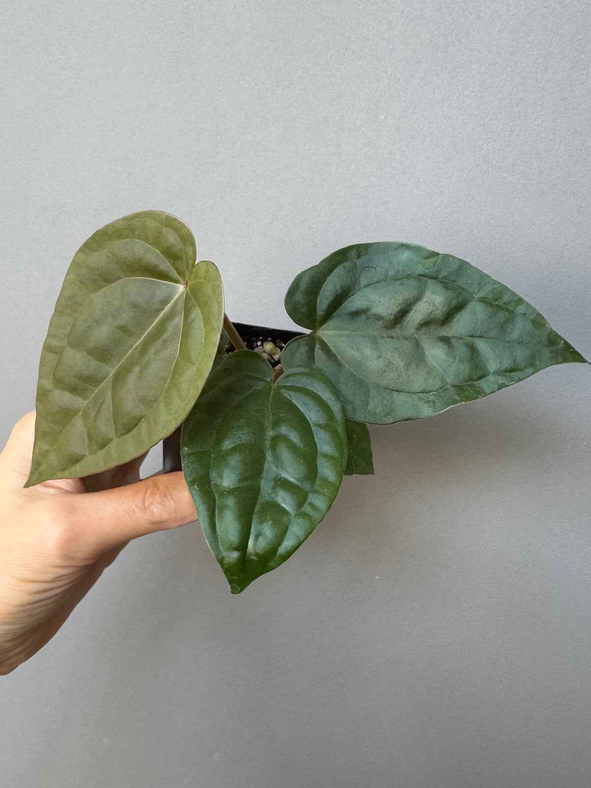 Anthurium ZxM x luxurians