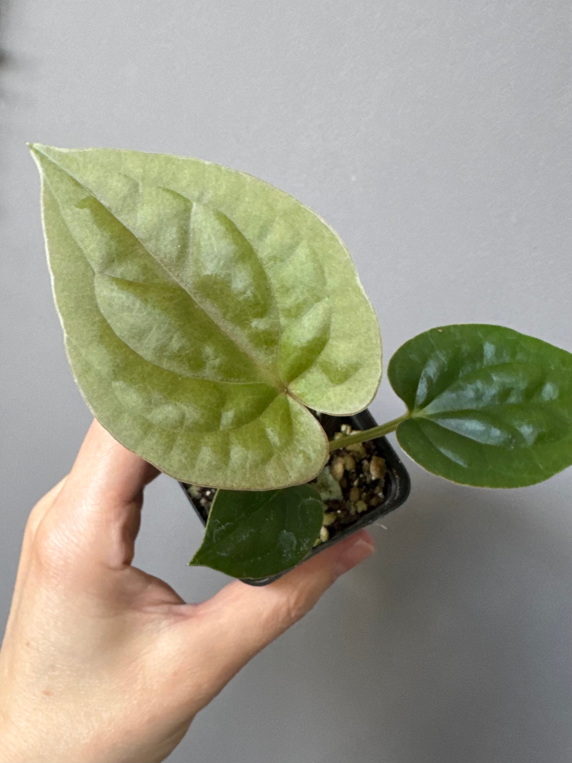 Anthurium (papillilaminum Hybrid x (KOS x Silver Blush)) X luxurians