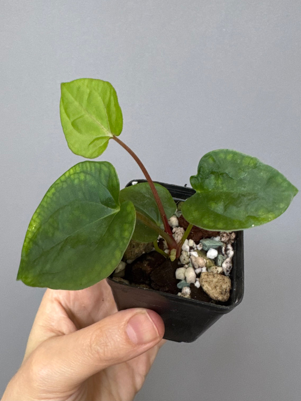 Anthurium Papillilaminum x FSxRVDP