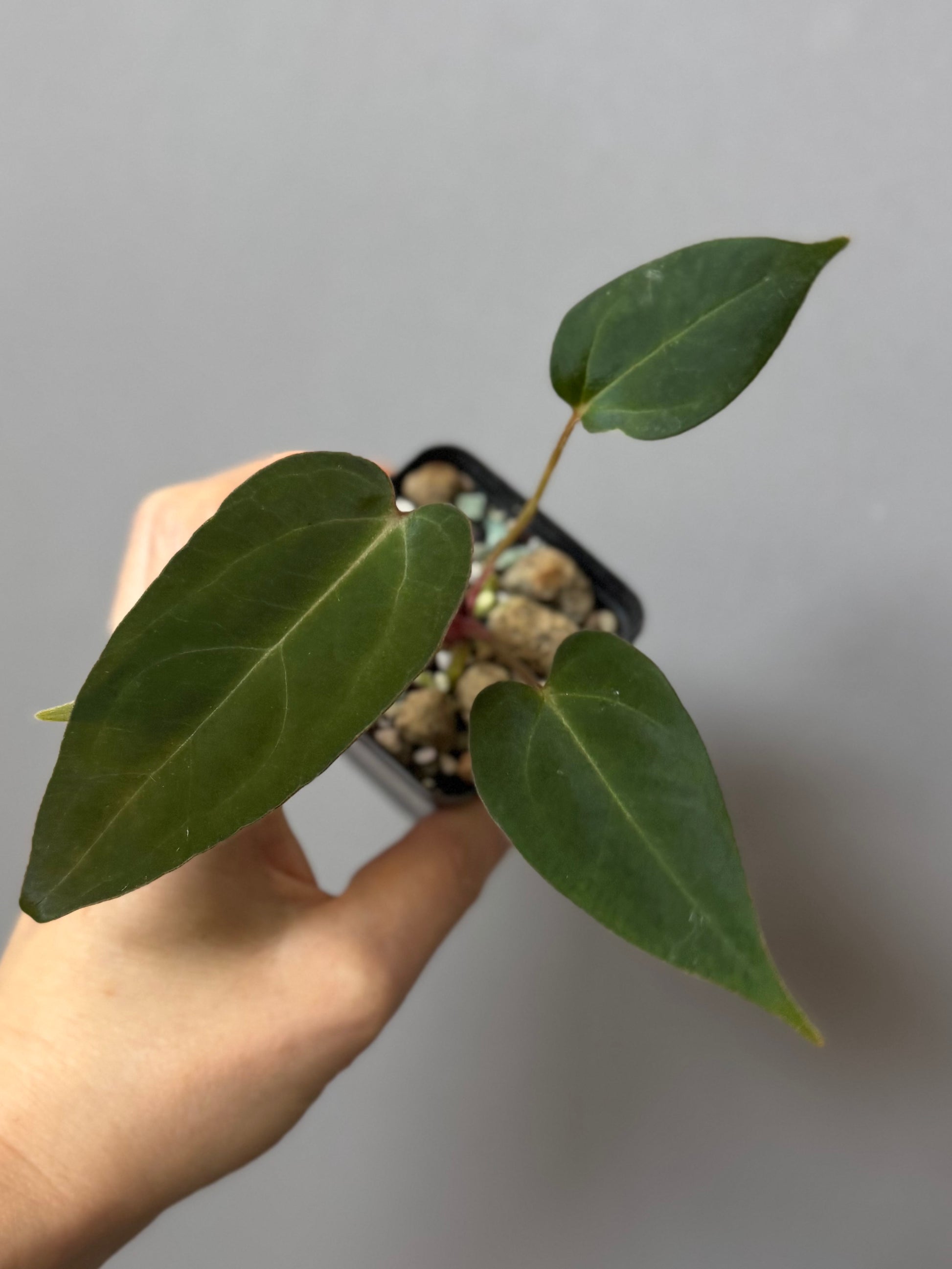 Anthurium (MagCrystal x NoID) x Papillilaminum