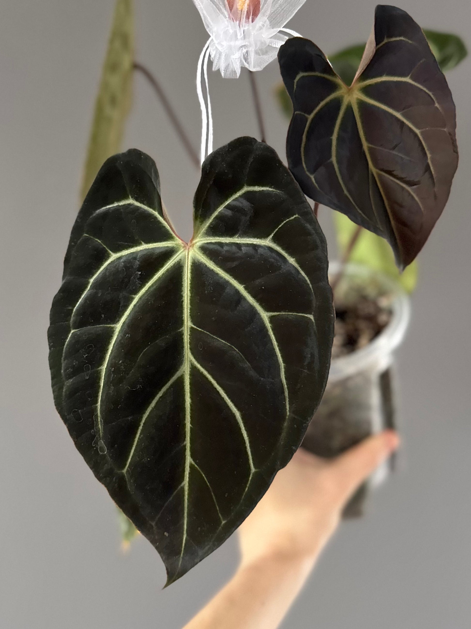 Anthurium Besseae aff. (#4)
