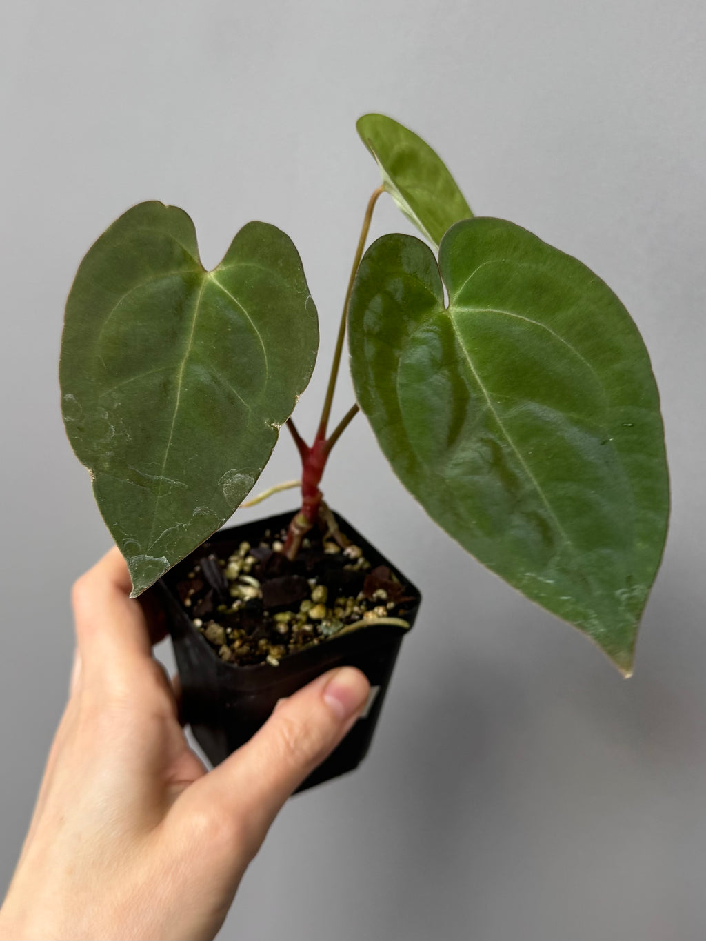 Anthurium crystallinum x papillilaminum