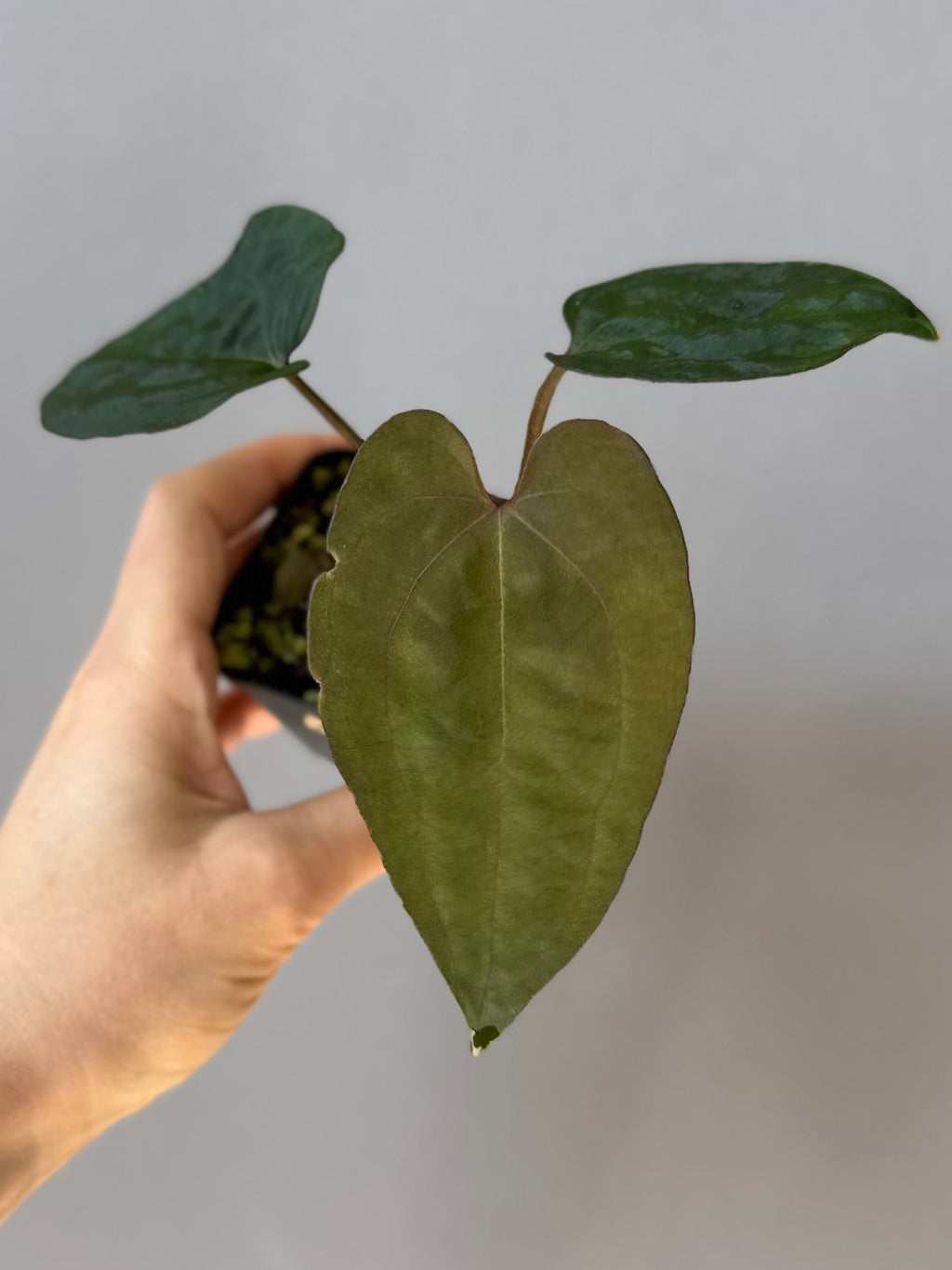 Anthurium Ace of Spades (AOS) dark form (Tezula) Clone (von abelia.plants)
