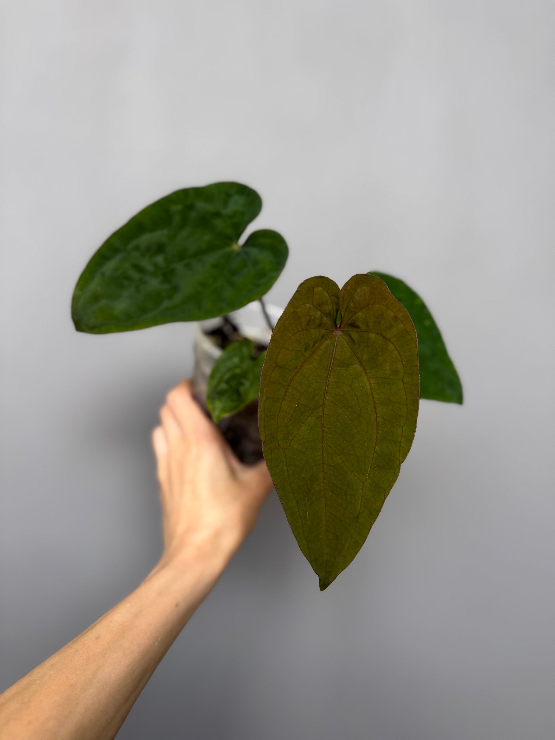 Anthurium Dressleri RG F2 x black (Grant)