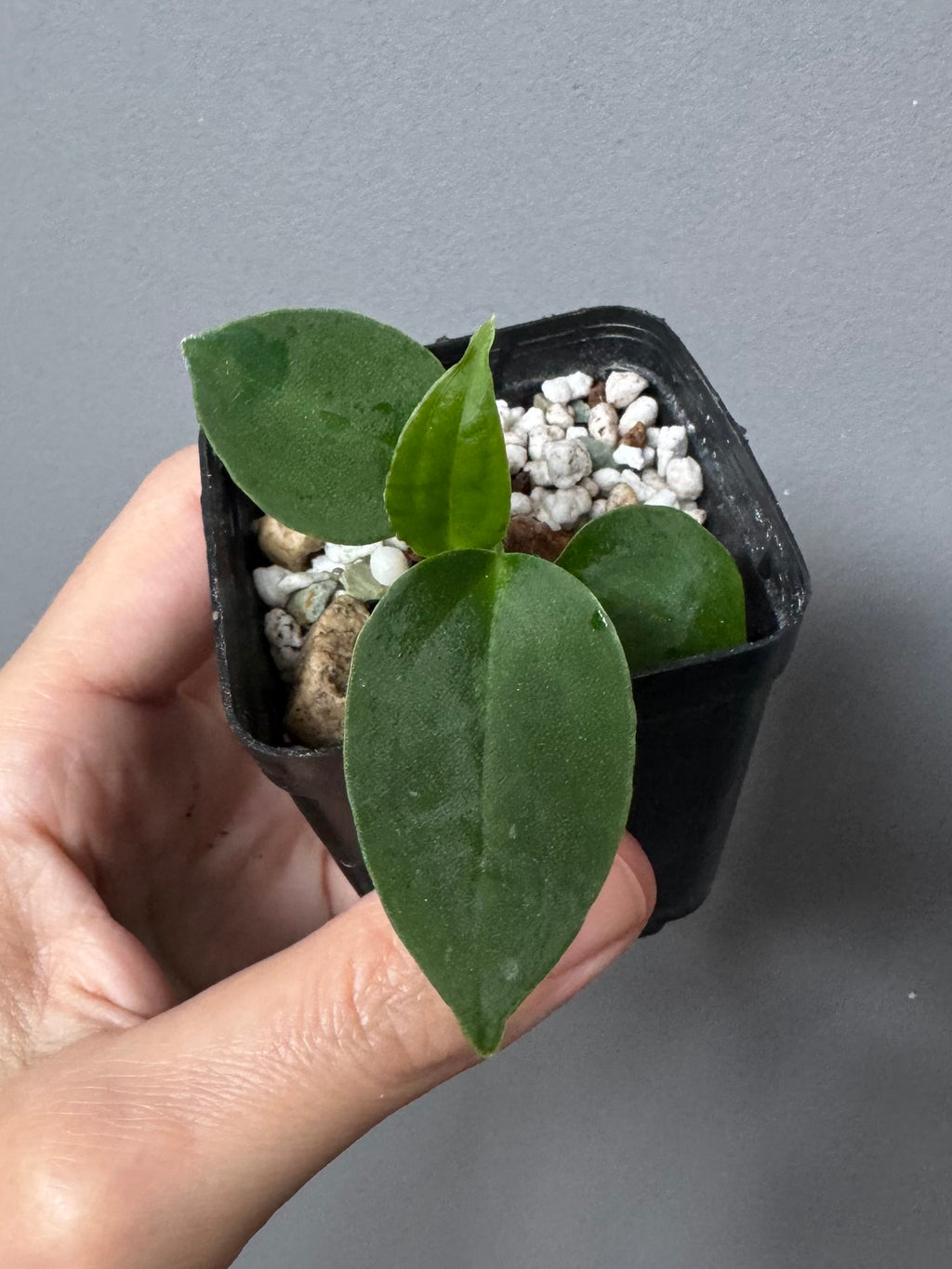 (Papillilaminum Daniel x Besseae aff.) x warocqueanum (seedling 3)