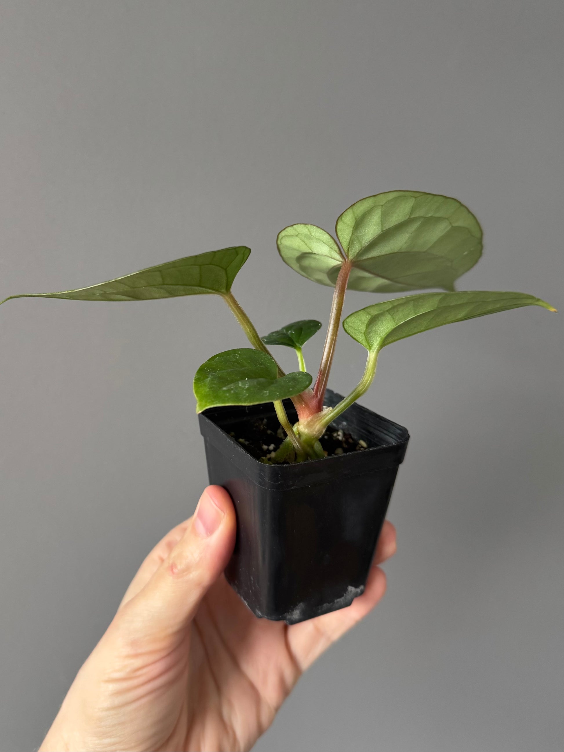 Anthurium (papillilaminum Hybrid x (KOS x Silver Blush)) X luxurians