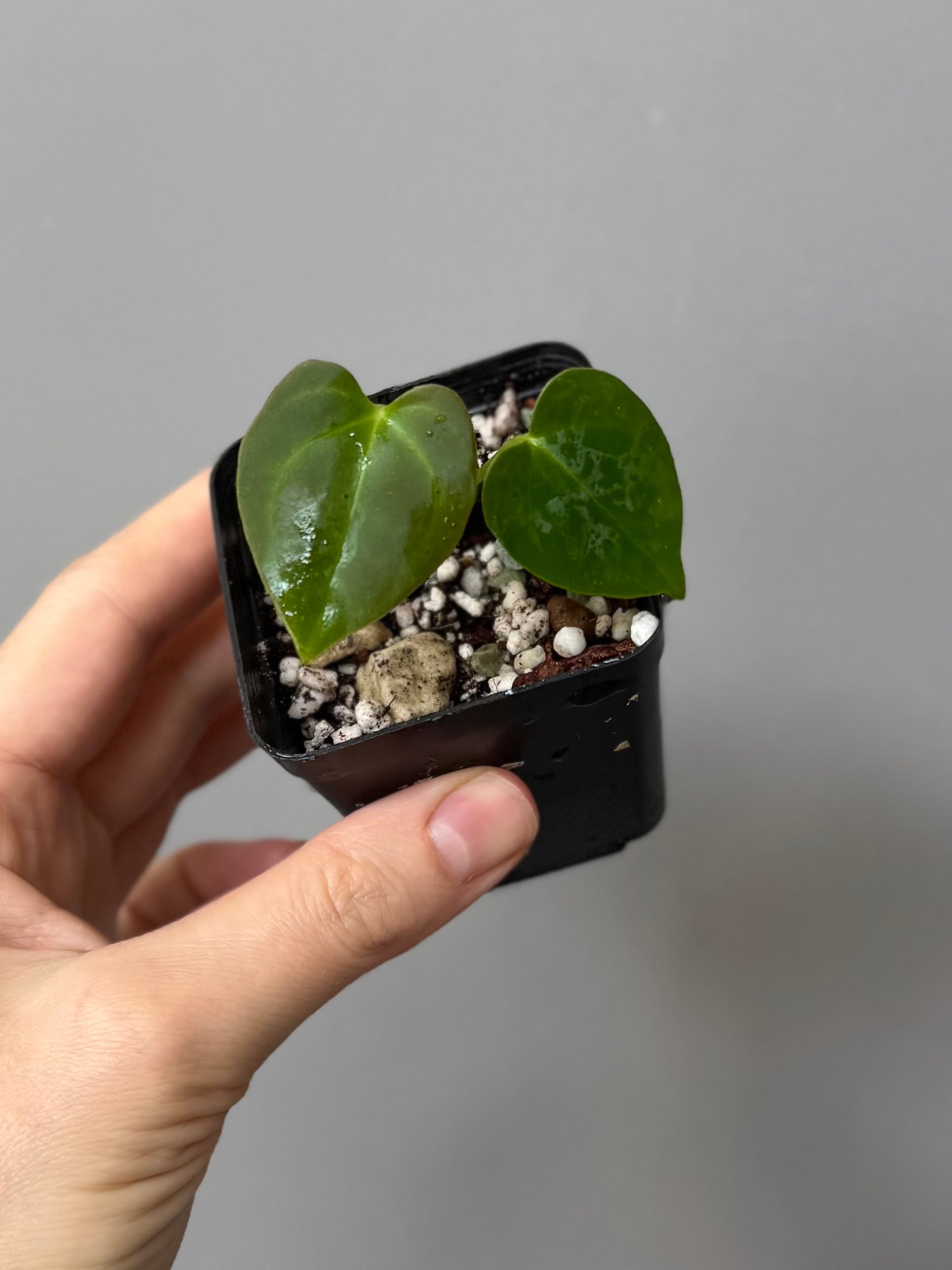Anthurium forgetii x (besseae black x BVEP)