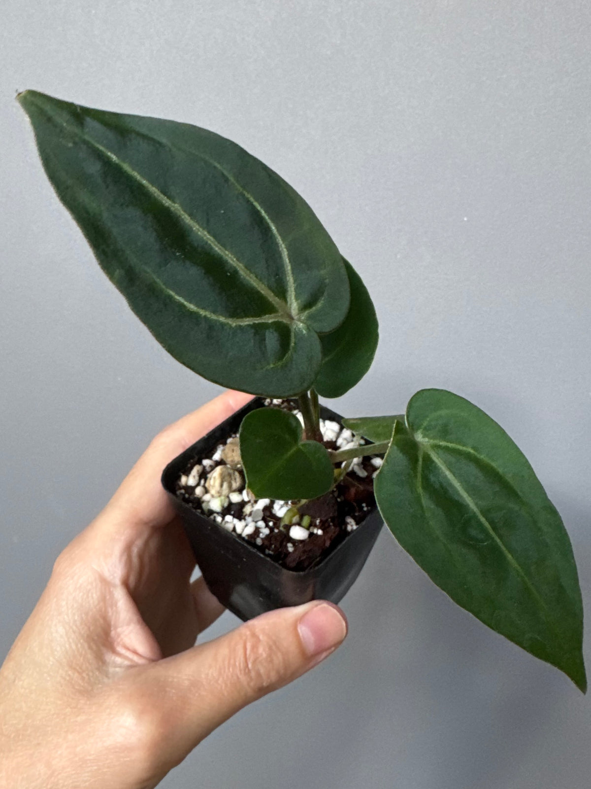 Anthurium (ZxM) x (NSE Red Crystallinum x Carlablackiae)