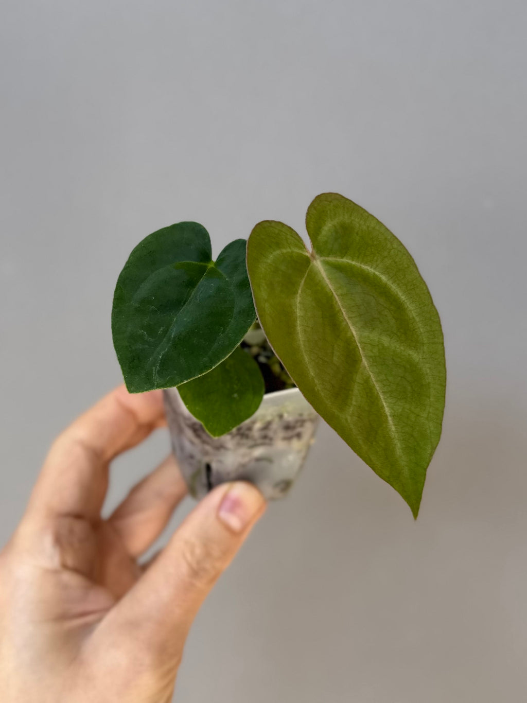 Anthurium AOS df Tezula x Carlablackiae