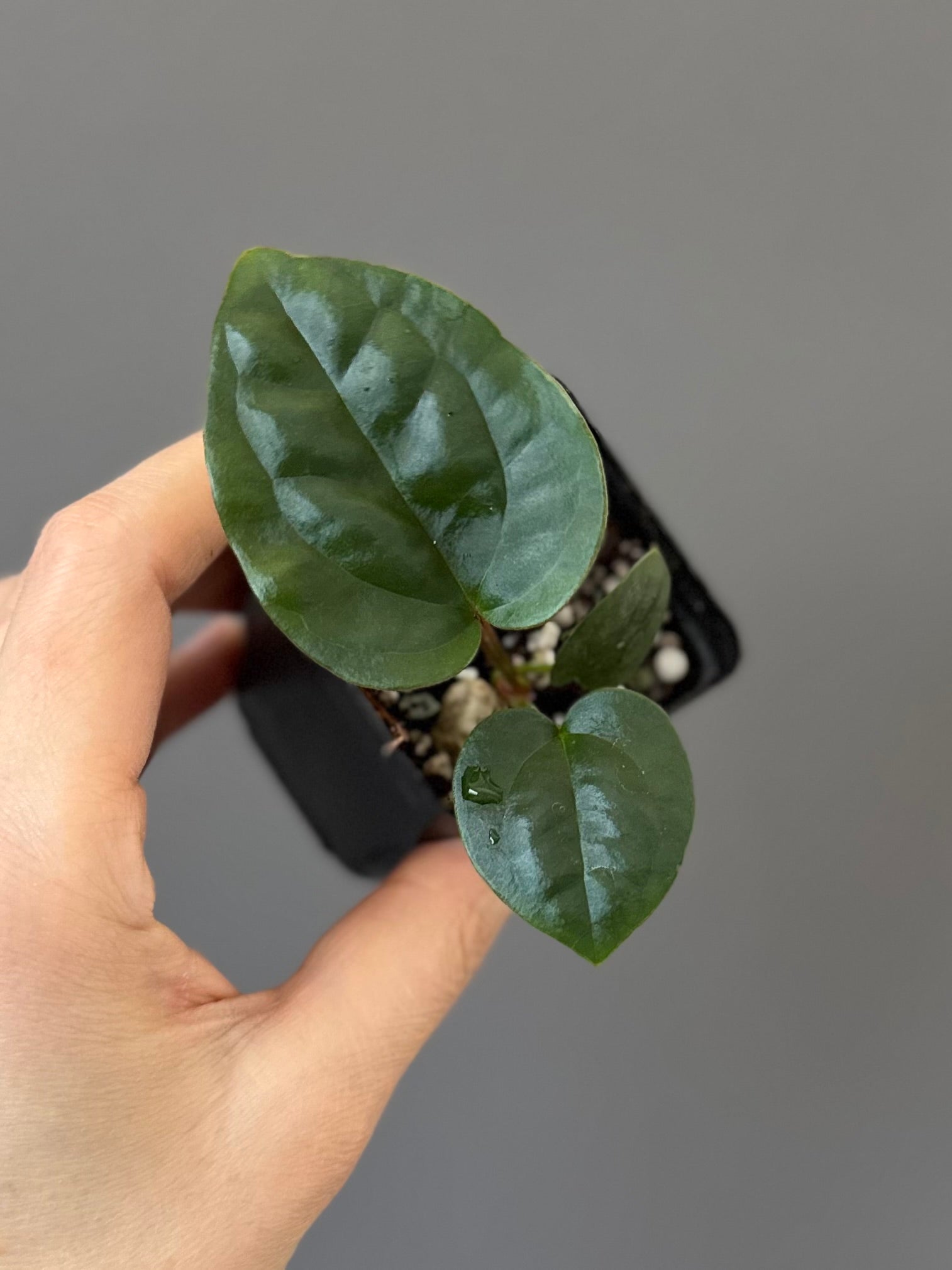 Anthurium ZxM x luxurians