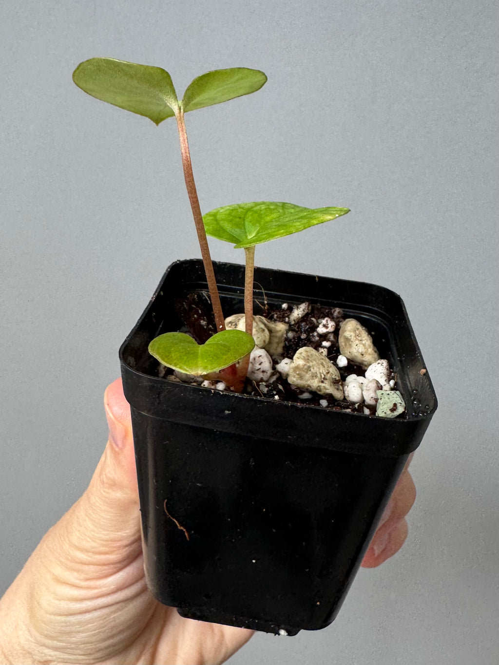 Papillilaminum T6xT7