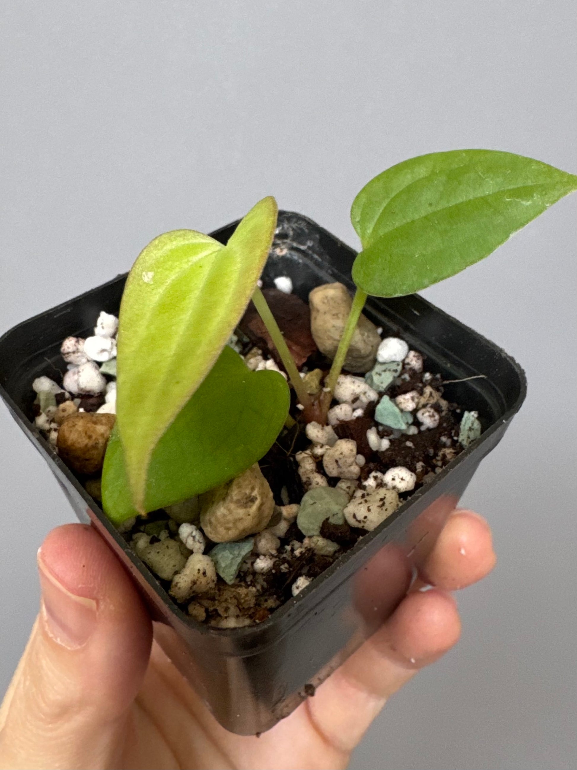 Anthurium BVEP ‘Laila’ x AOS df Tezula