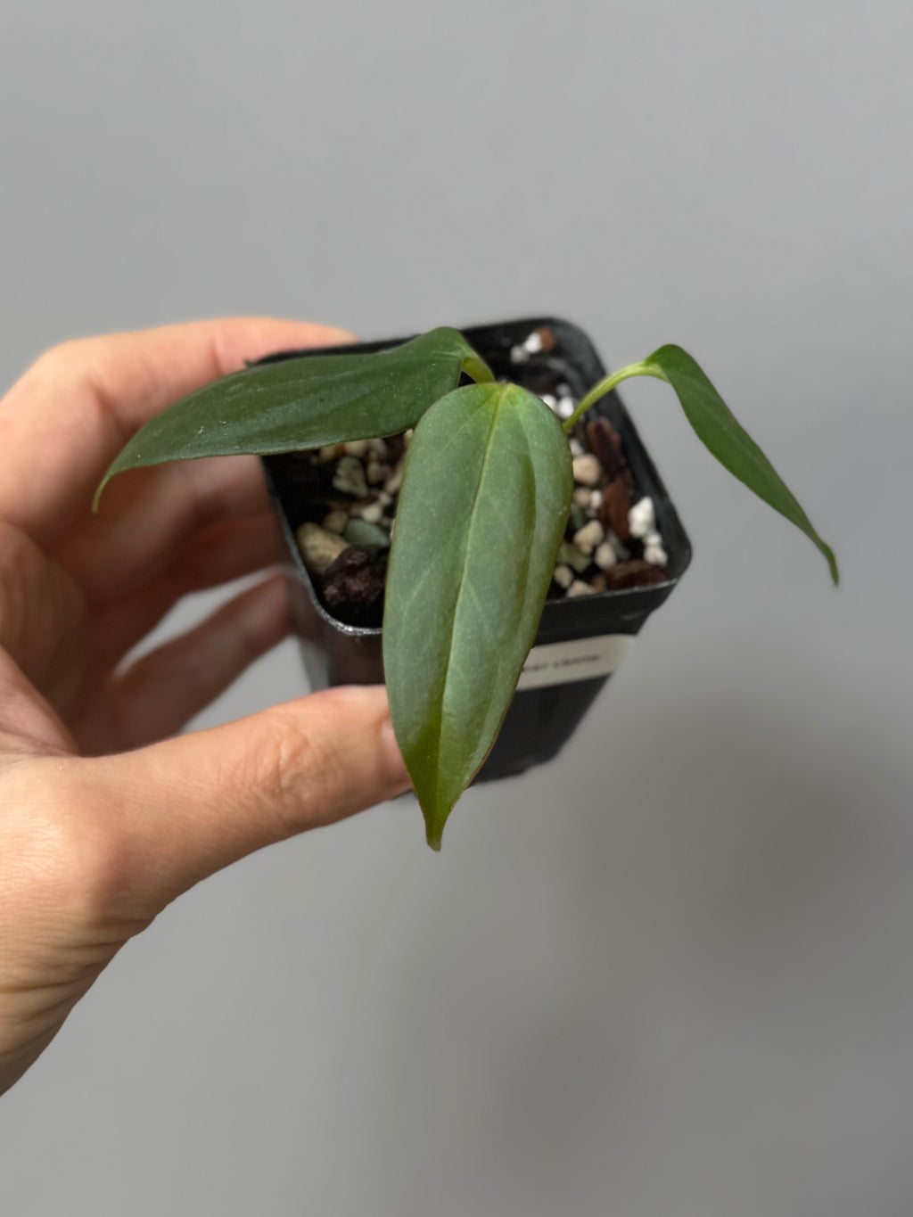 Anthurium Black War (Black Sweet x warocqueanum, von diamondplants_)