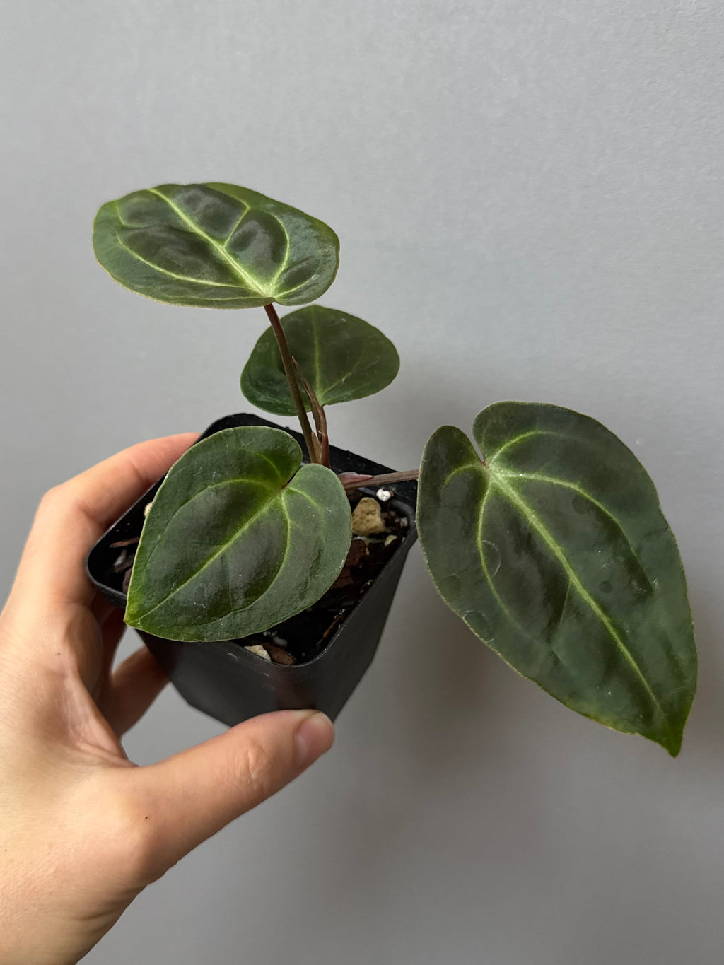 Anthurium Besseae aff. (#1)