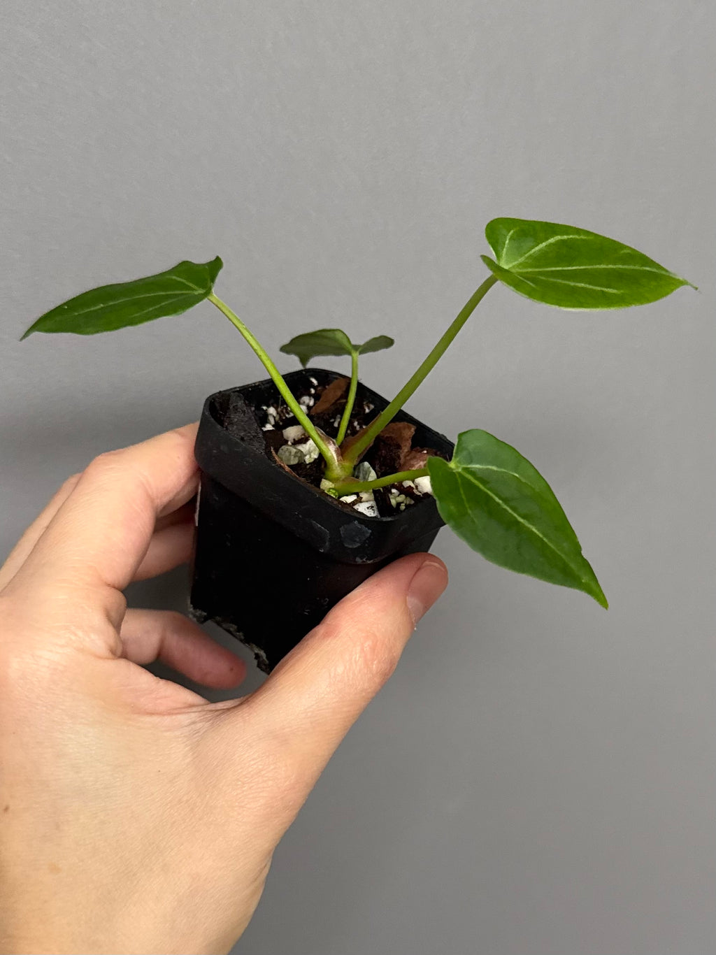 Anthurium (Papillilaminum x forgetii) X Crystallinum Silver