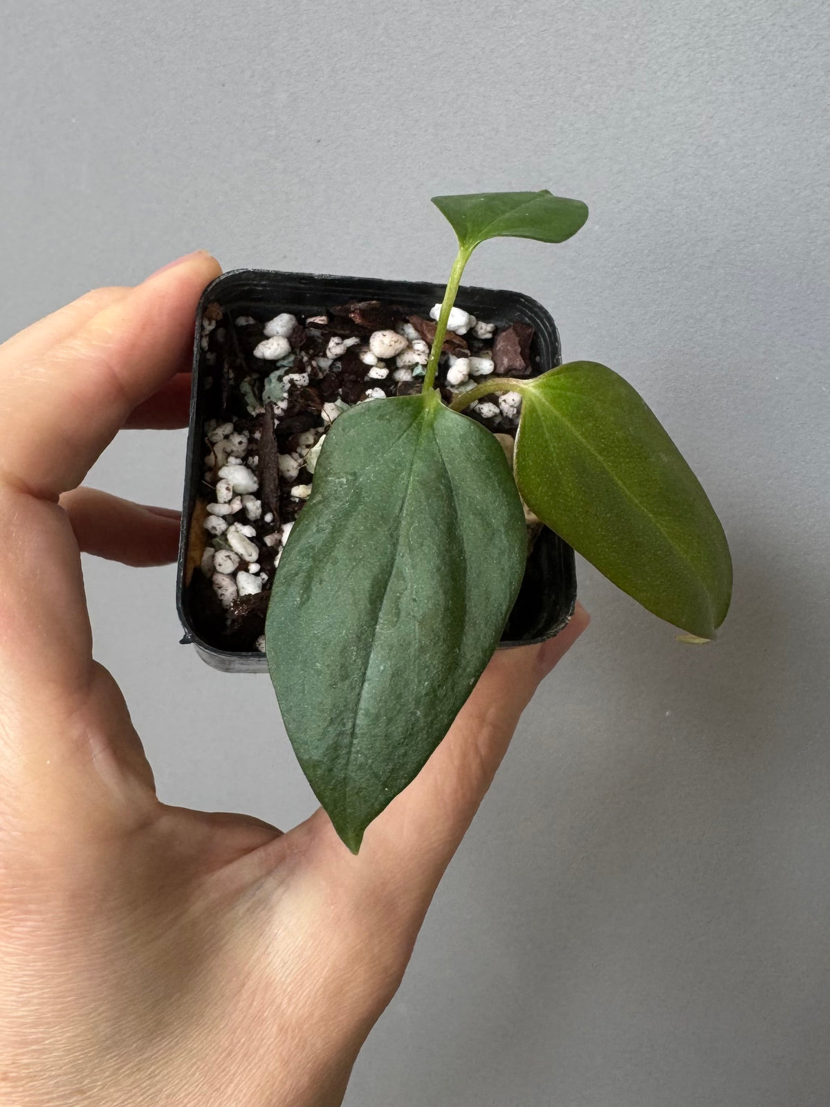 Anthurium Black War (Black Sweet x warocqueanum, von diamondplants_)