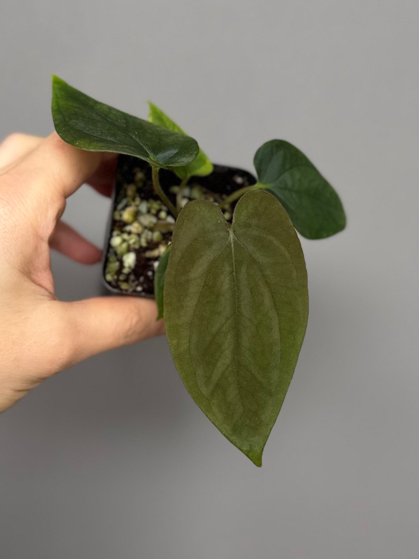Anthurium Antolakii/ BVEP (Round x Felix) X Felix (Justin Jones / createdinagarden)