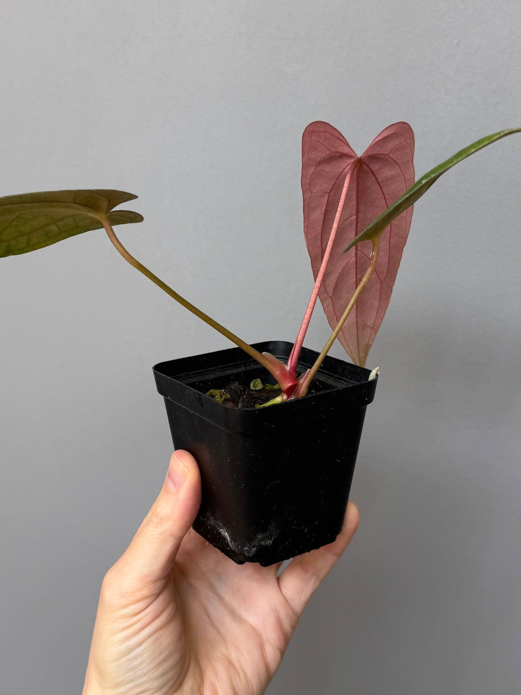 Anthurium Papillilaminum ‘Daniel’ Klon