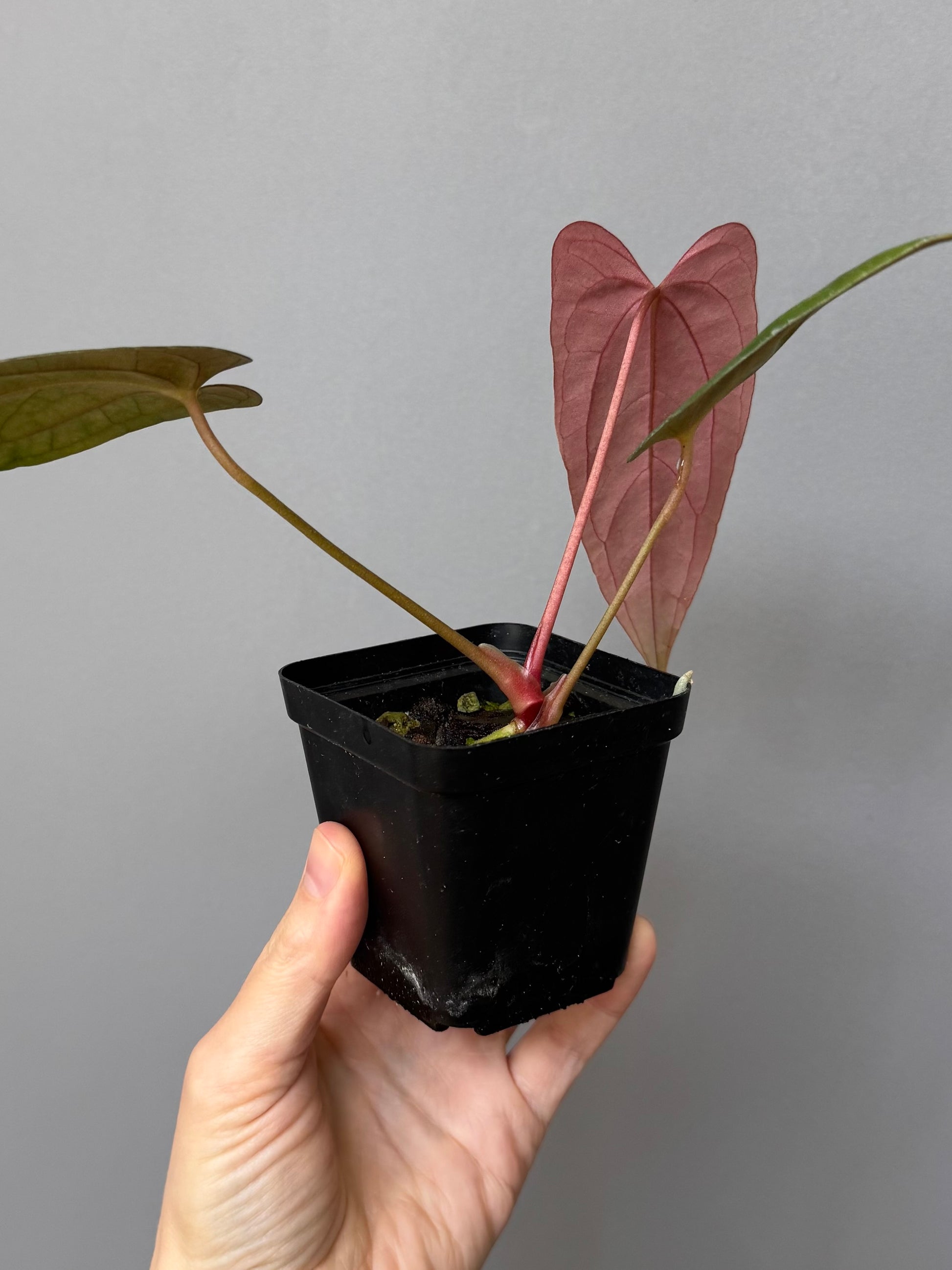 Anthurium Papillilaminum ‘Daniel’ Klon