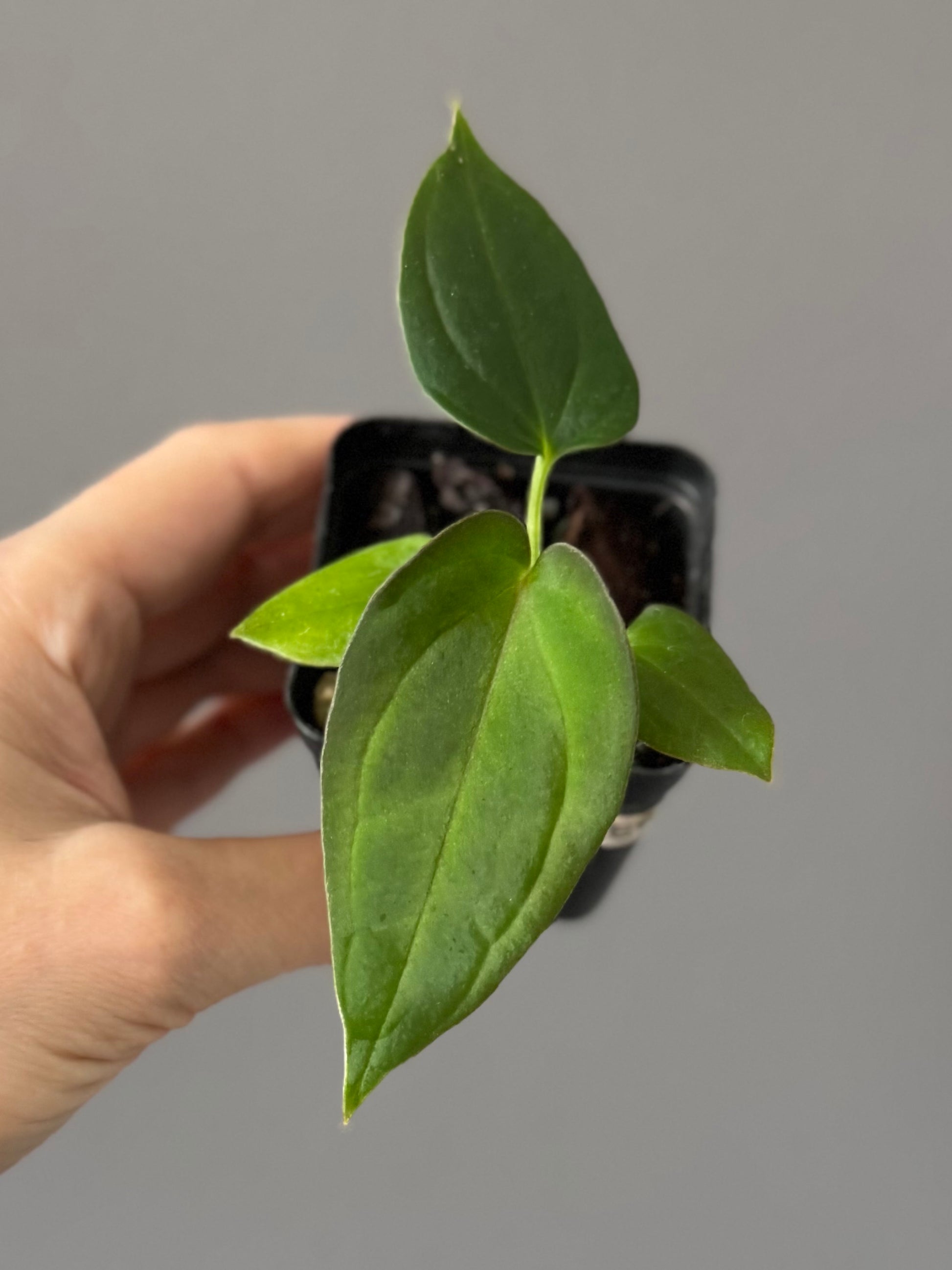 Anthurium BVEP x (Red Crystallinum x BVEP)