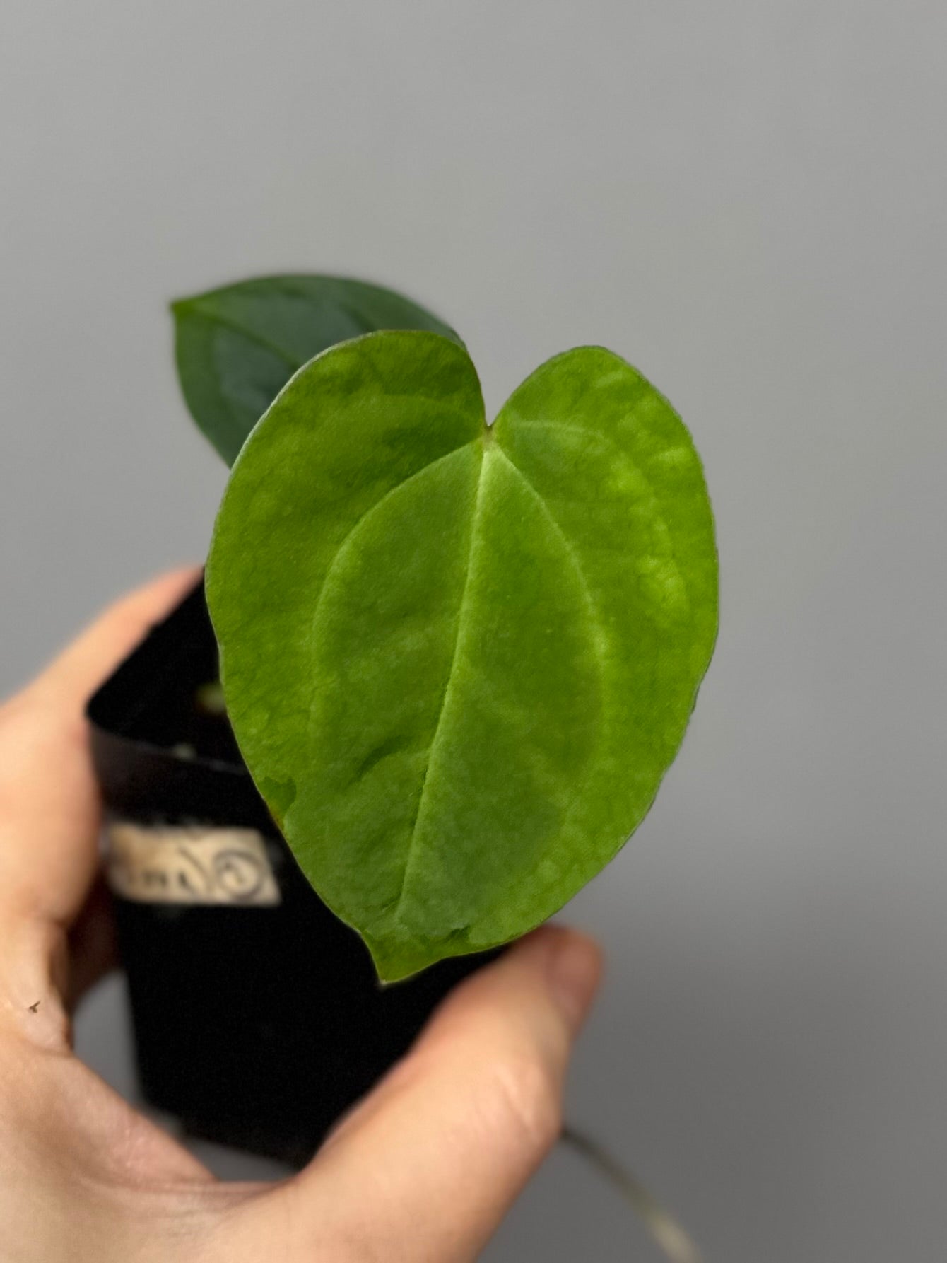 Anthurium papillilaminum x papillilaminum