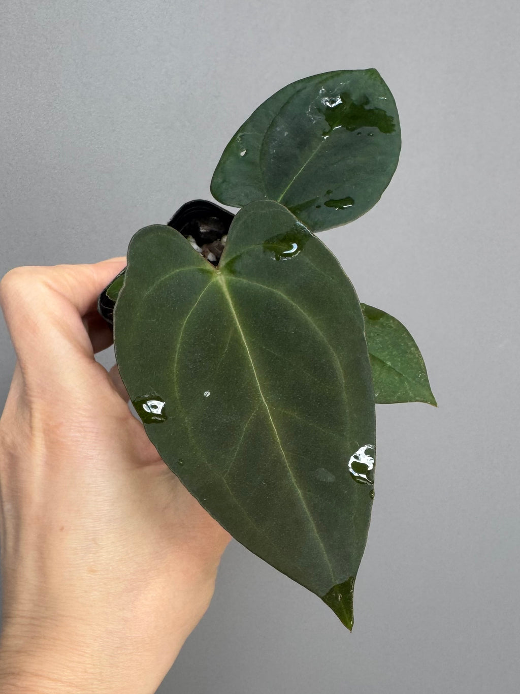 Anthurium papillilaminum x Darkest Panama (#3)
