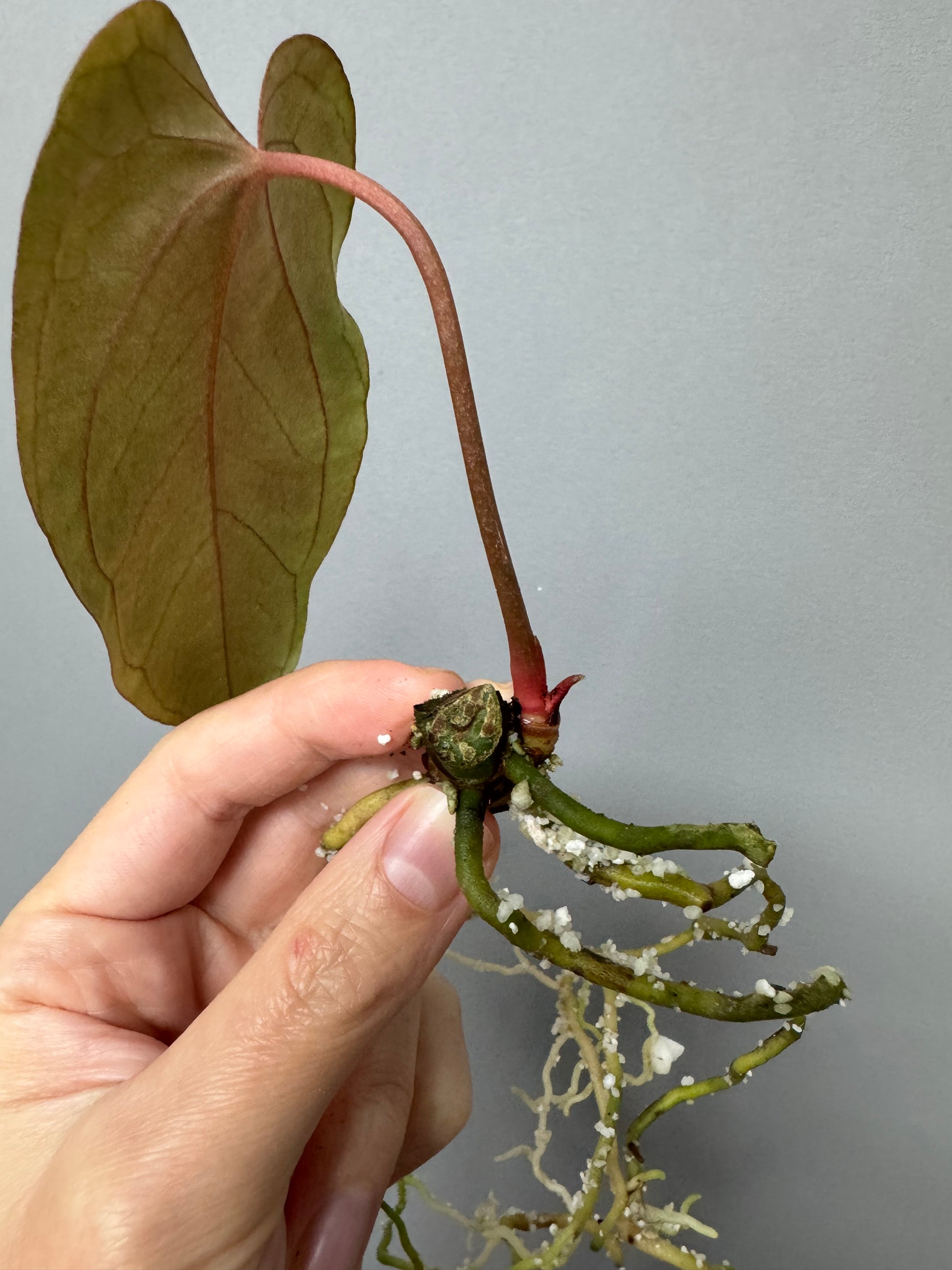 Anthurium Papillilaminum 'Daniel' clone (no xself)