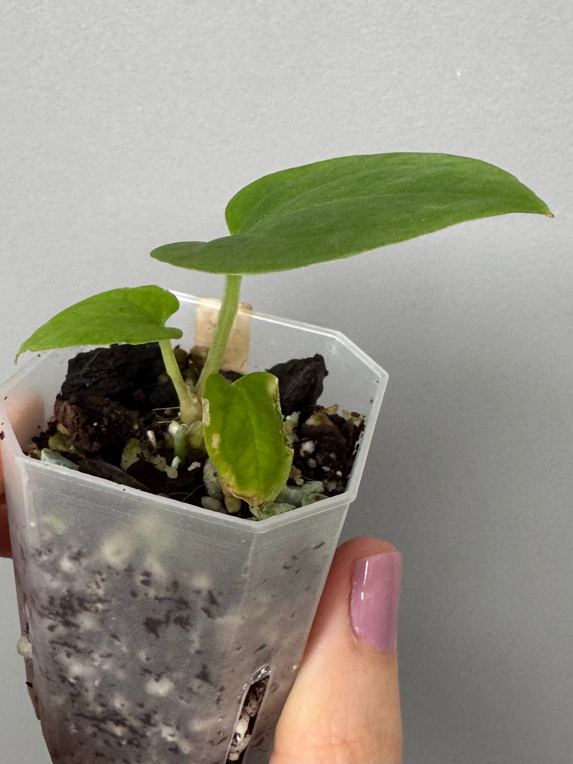 Anthurium kunayalense PM5 x PM3 (Grant)