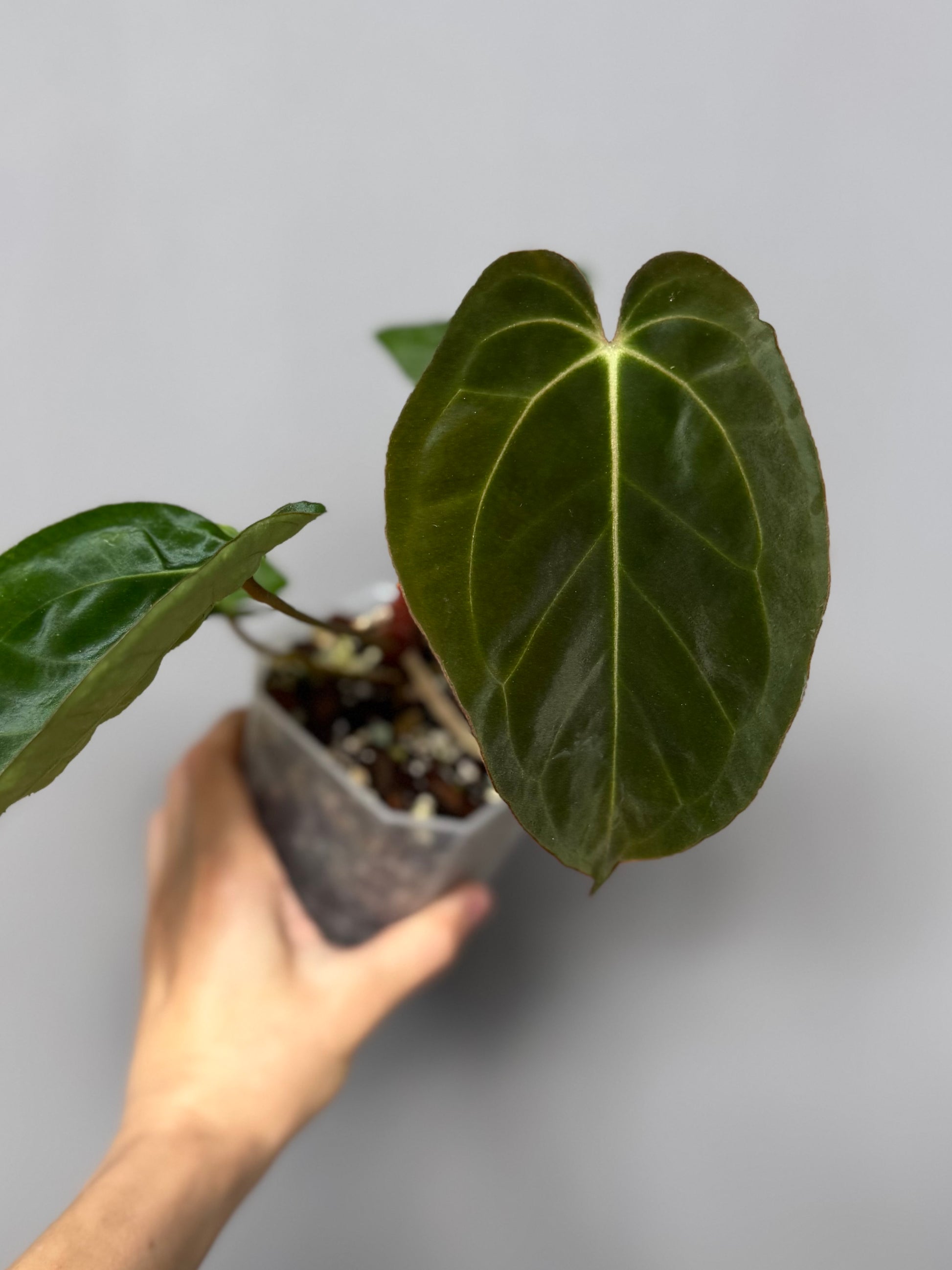 Anthurium papillilaminum x besseae aff. - Plant B