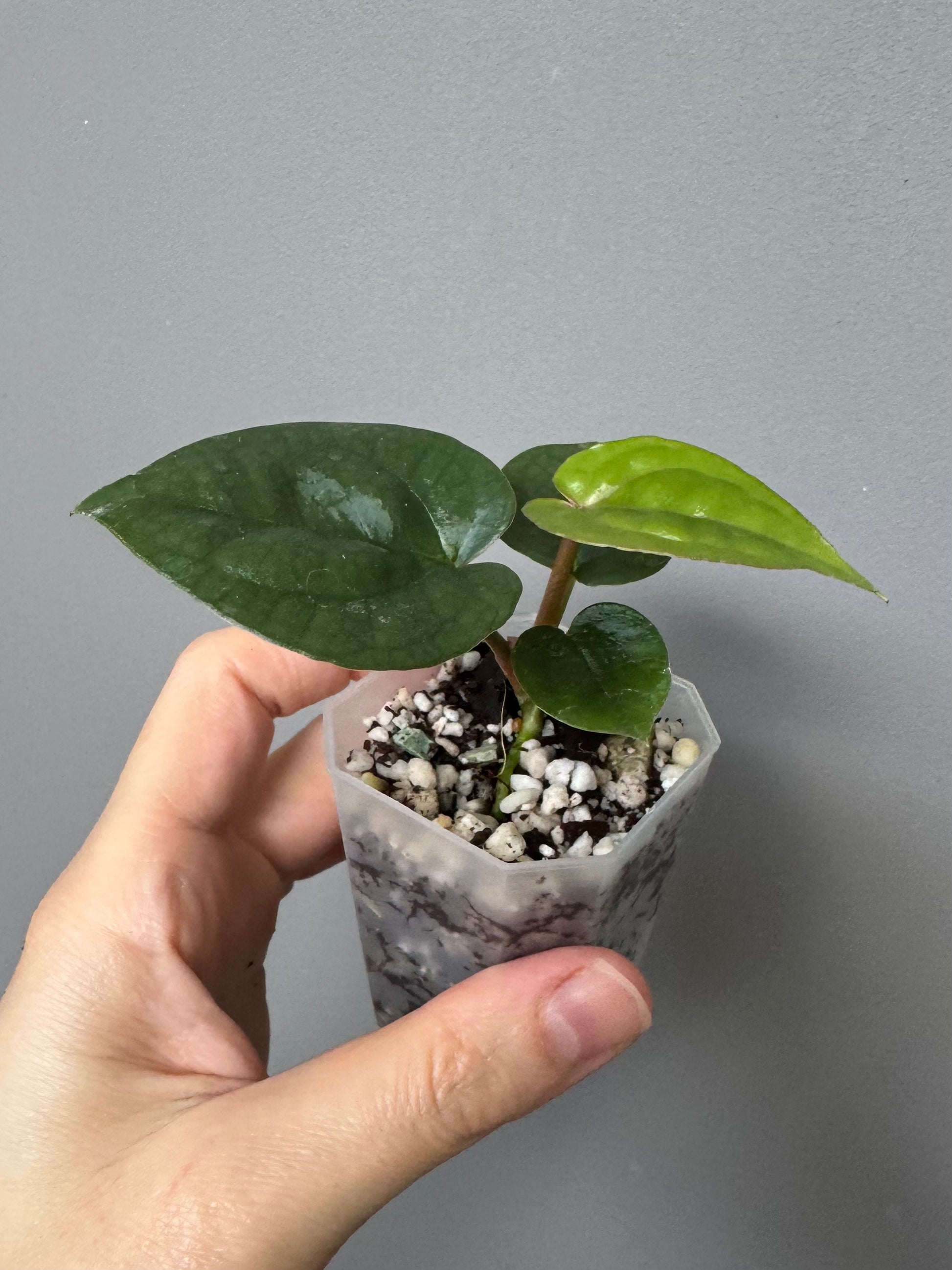 Anthurium ZxM x luxurians