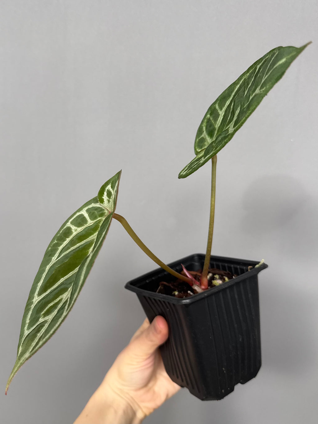 Anthurium ((magnificum x crystallinum) x NoID) X Michelle