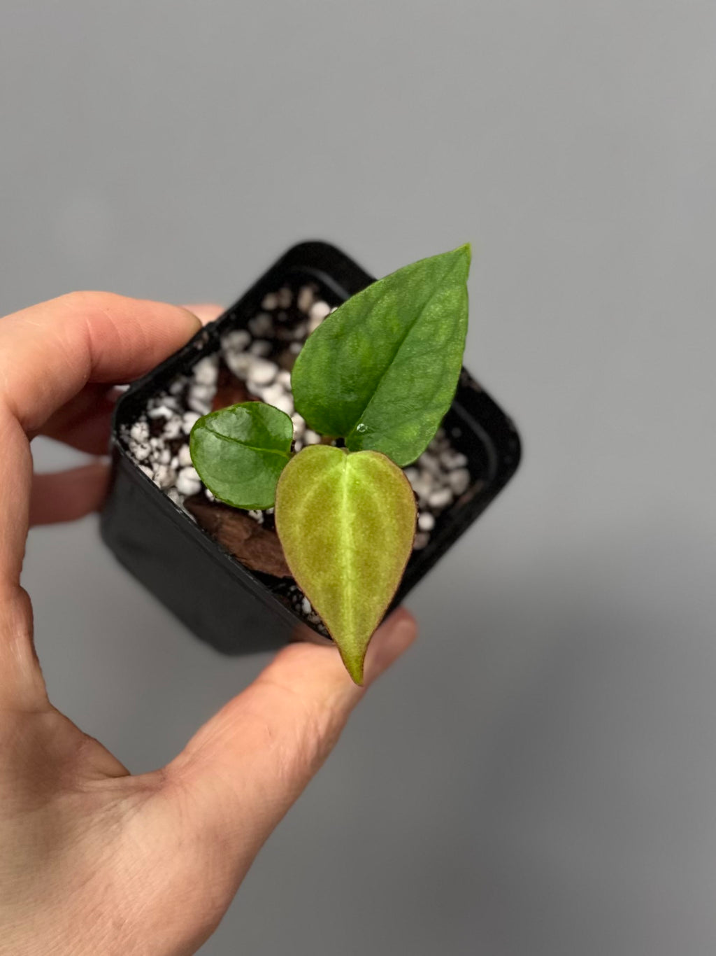 Anthurium Papillilaminum Hybrid xself