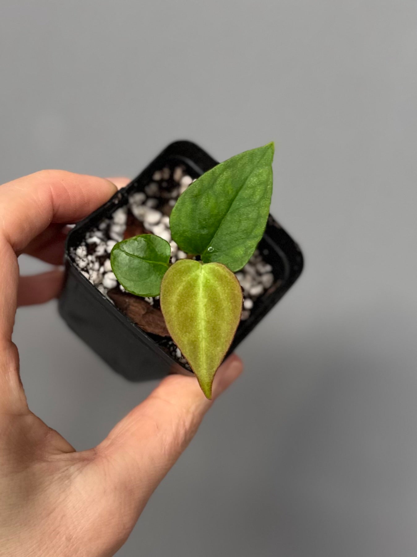 Anthurium Papillilaminum Hybrid xself