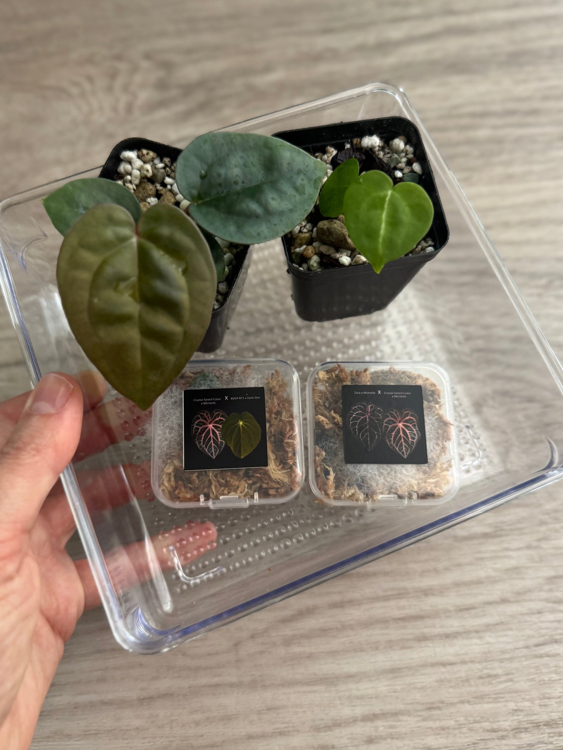 *Birthday SPECIAL* Anthurium Red Crystallinum Hybrid Set