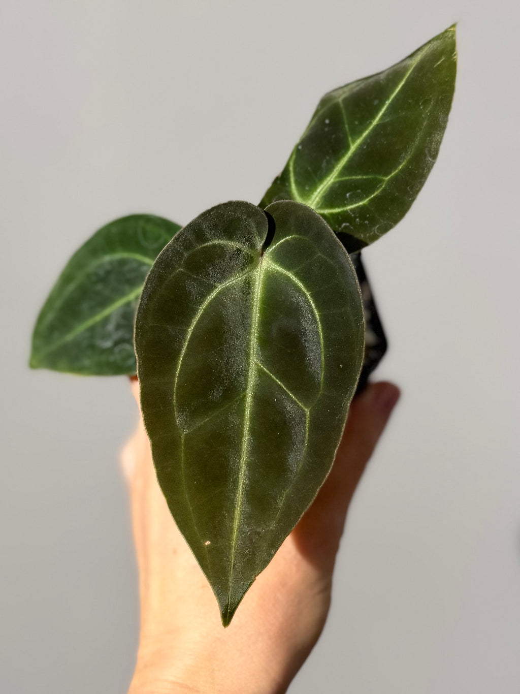 Anthurium Besseae aff. (#1)
