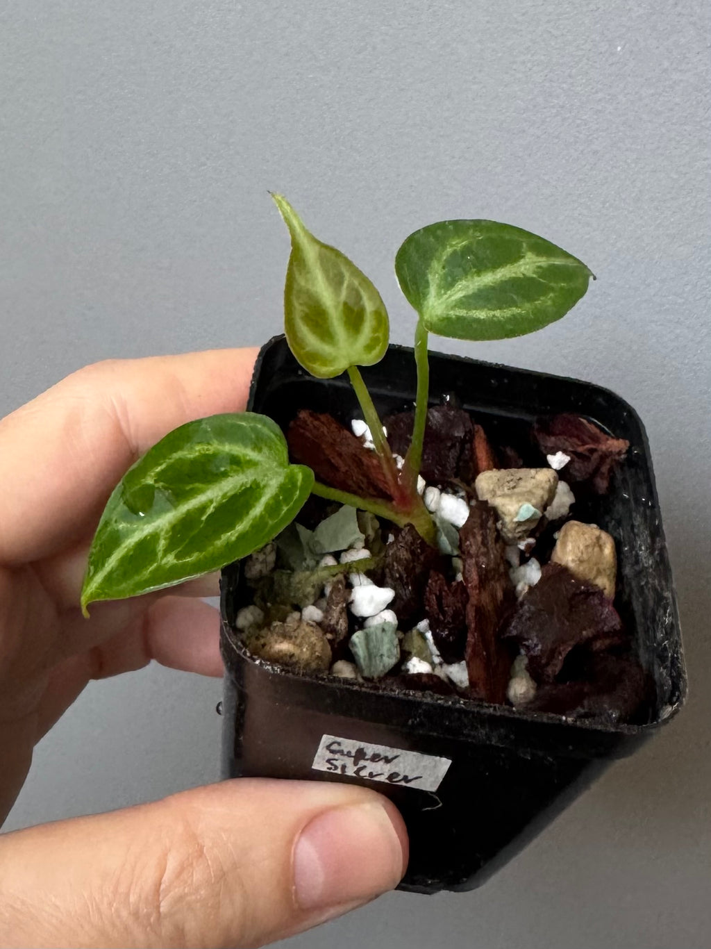 Anthurium Super Silver