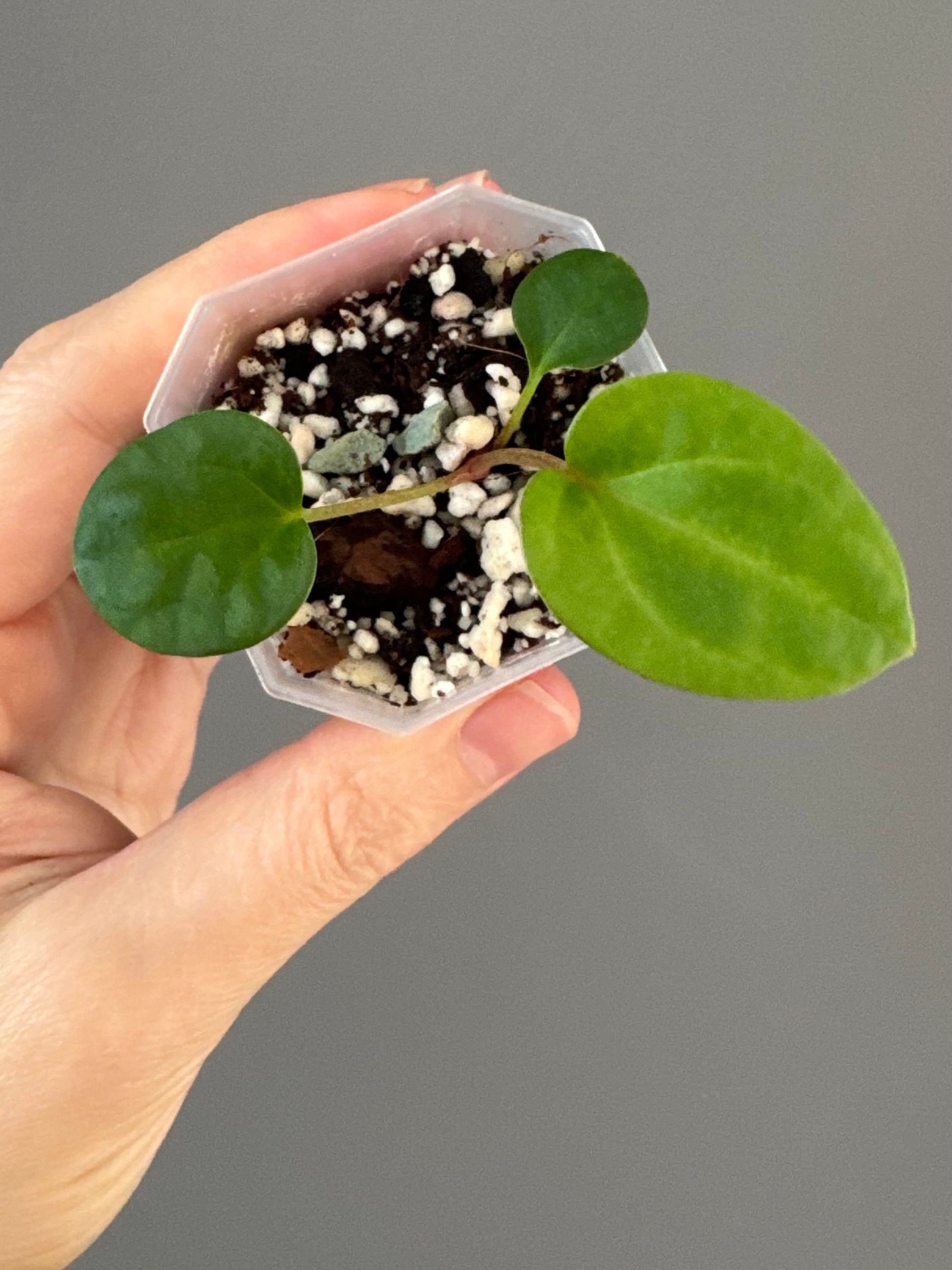 Anthurium NSE Carlablackiae x kunayalense (clone #1)