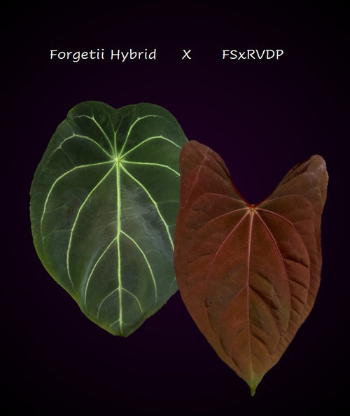 Anthurium Forgetii Hybrid x (Fort Sherman x RVDP) - germinated seeds