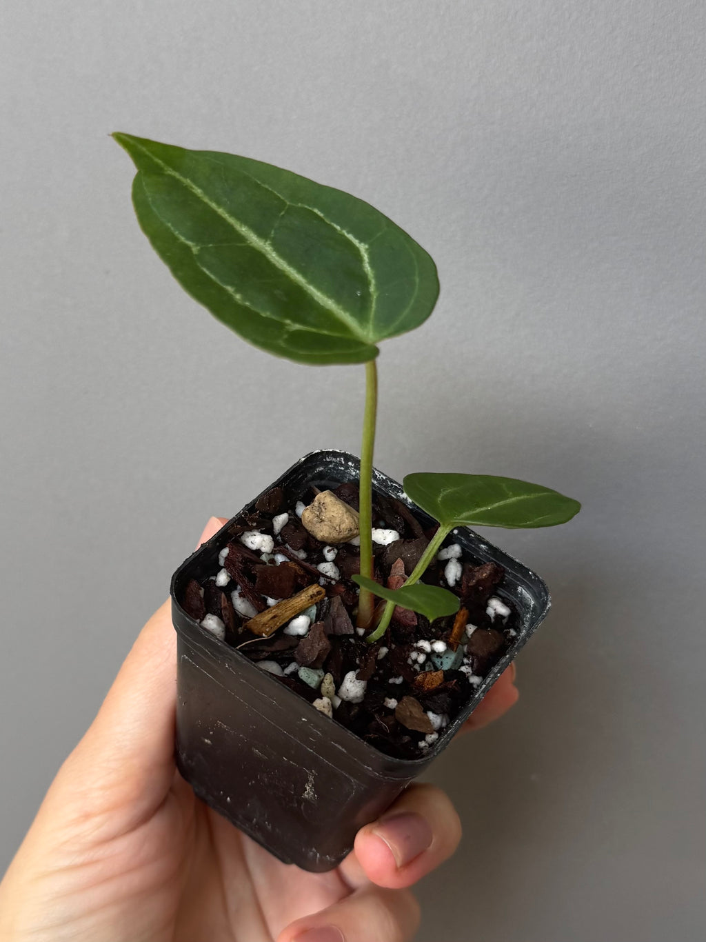 Anthurium Crystallinum x (Crystal Select Color x Michelle)