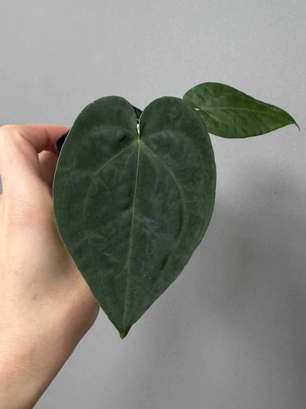 Anthurium AOS x forgetii dark