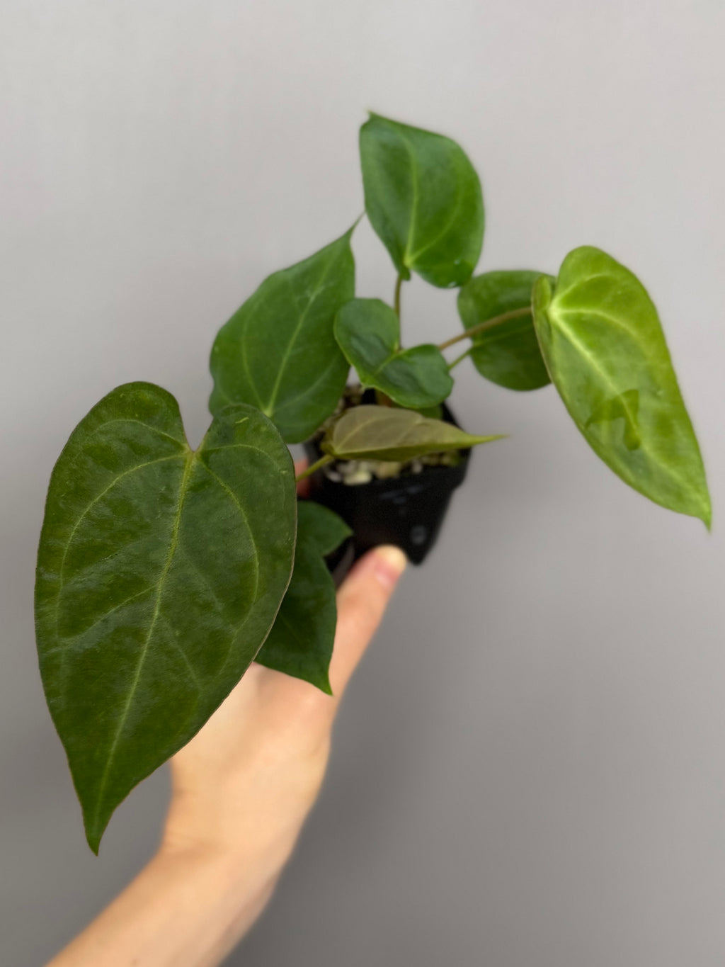 Anthurium ((Magnificum x crystallinum) x NoID) X Papillilaminum