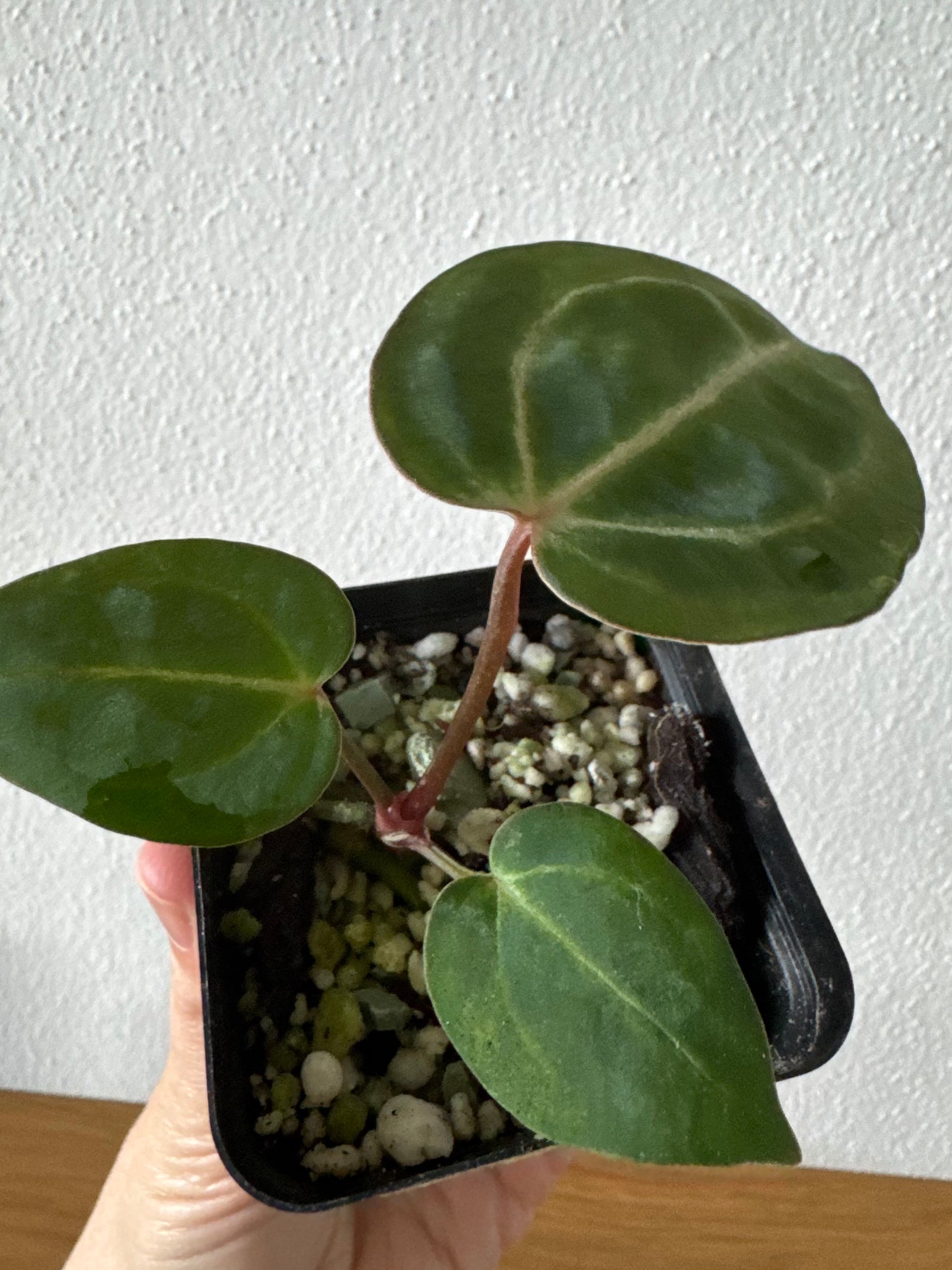 NSE Red Crystallinum x Carlablackiae (blister variegated) Clone/Ableger