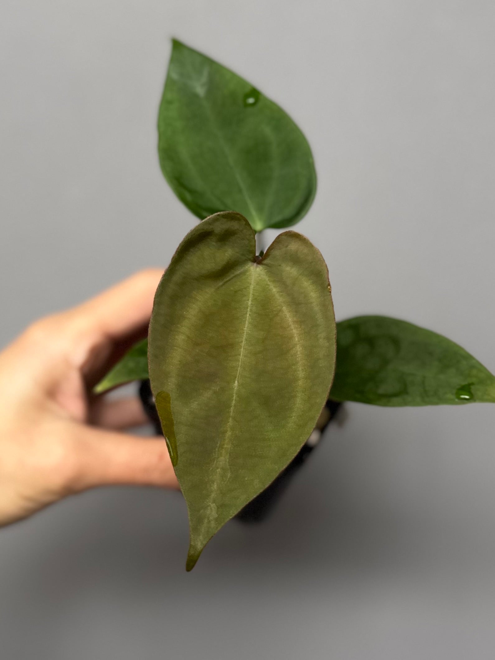 Anthurium (Indo Port x KOS) x (KOS x forgetii)