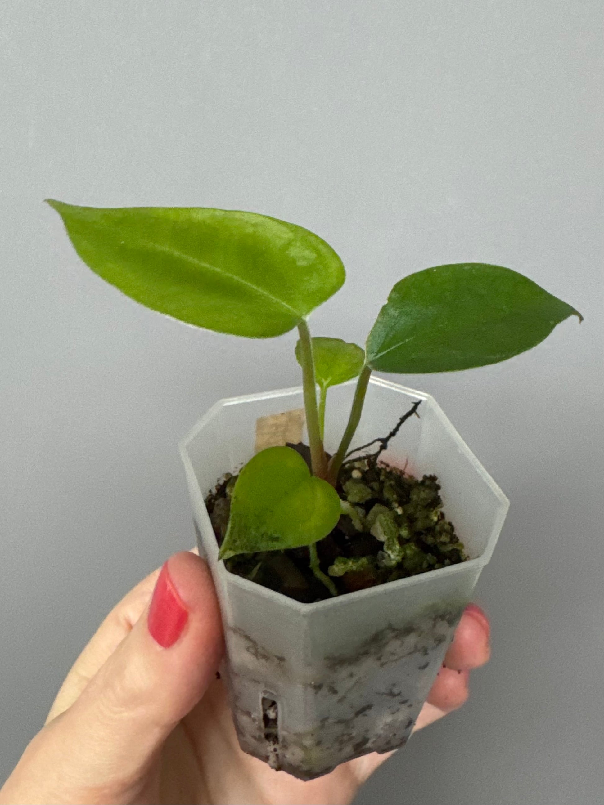 Anthurium (Indo Port x KOS) x (KOS x forgetii)