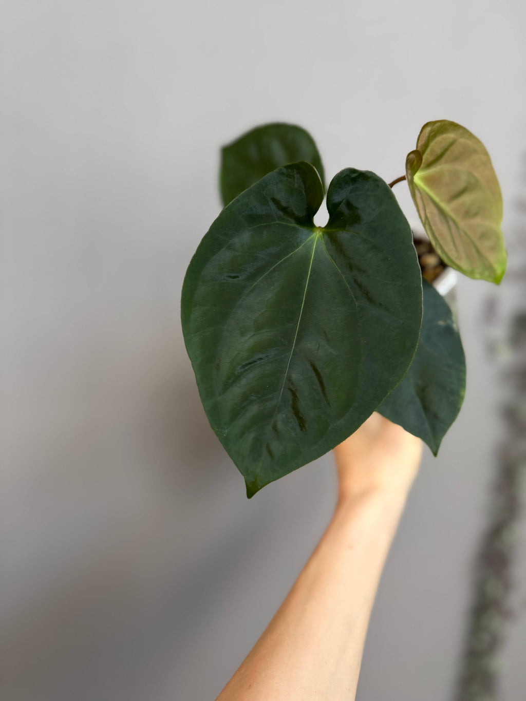 Anthurium Papillilaminum round x Darkest Panama