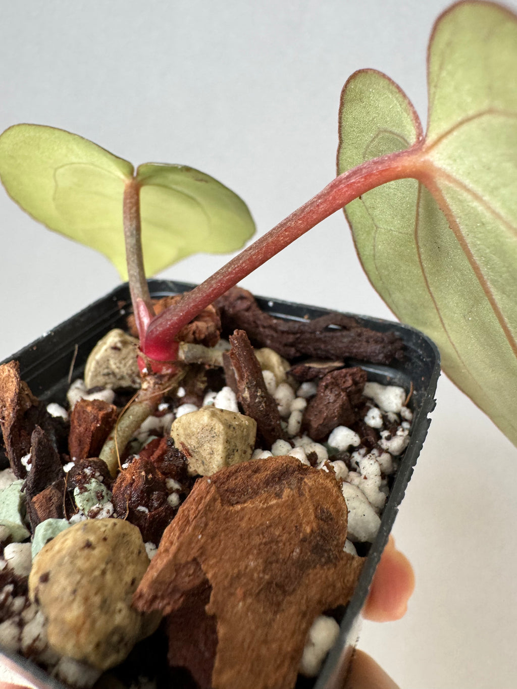 NSE Red Crystallinum x Carlablackiae (blister variegated) Clone/Ableger