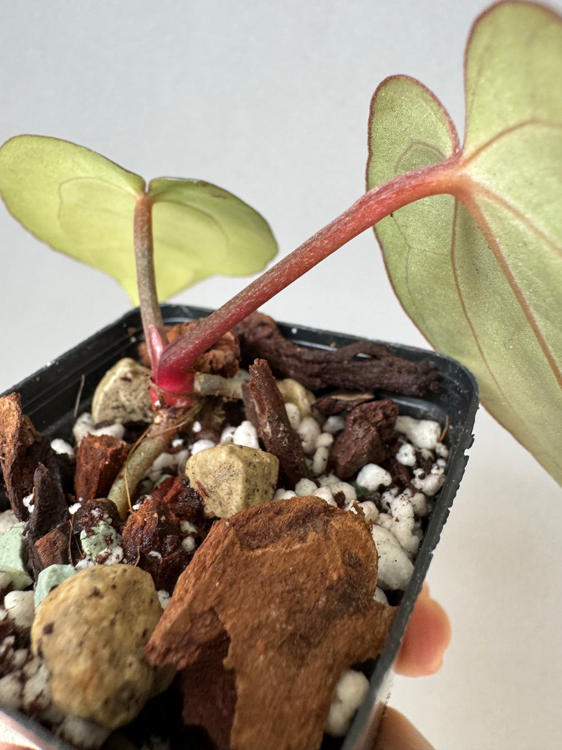 NSE Red Crystallinum x Carlablackiae (blister variegated) Clone/Ableger