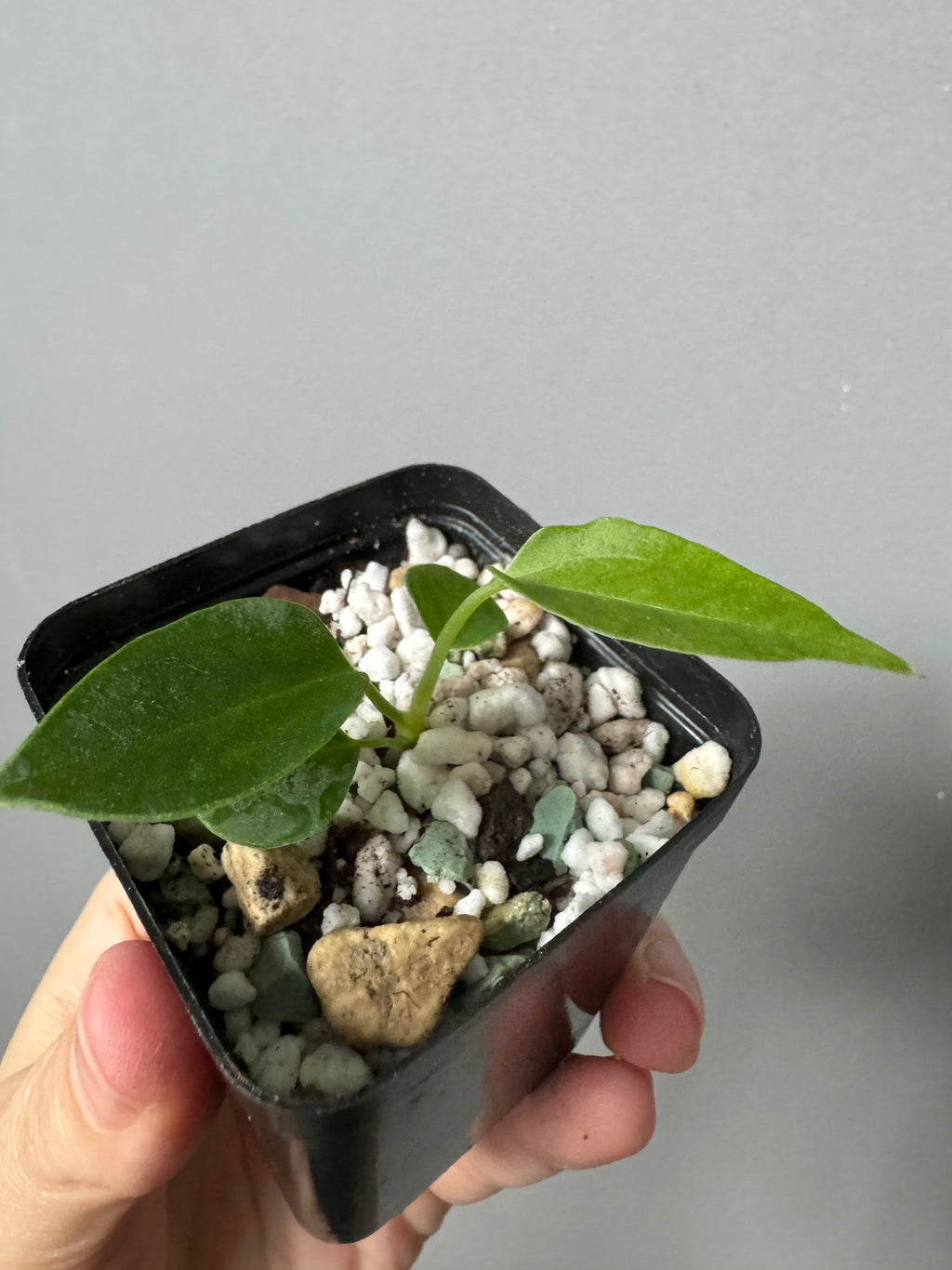 (Papillilaminum Daniel x Besseae aff.) x warocqueanum (seedling 2)