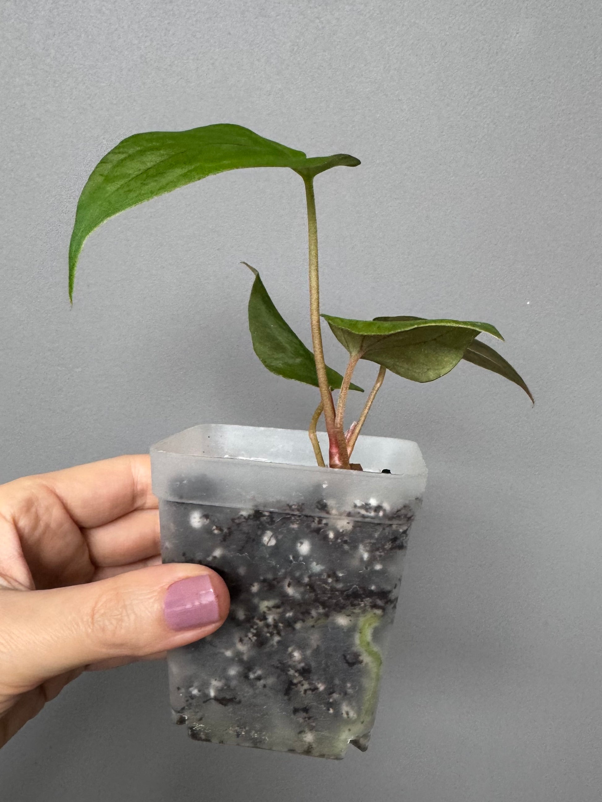 Anthurium papillilaminum ‚Fort Sherman‘ Klon (von abelia.plants)