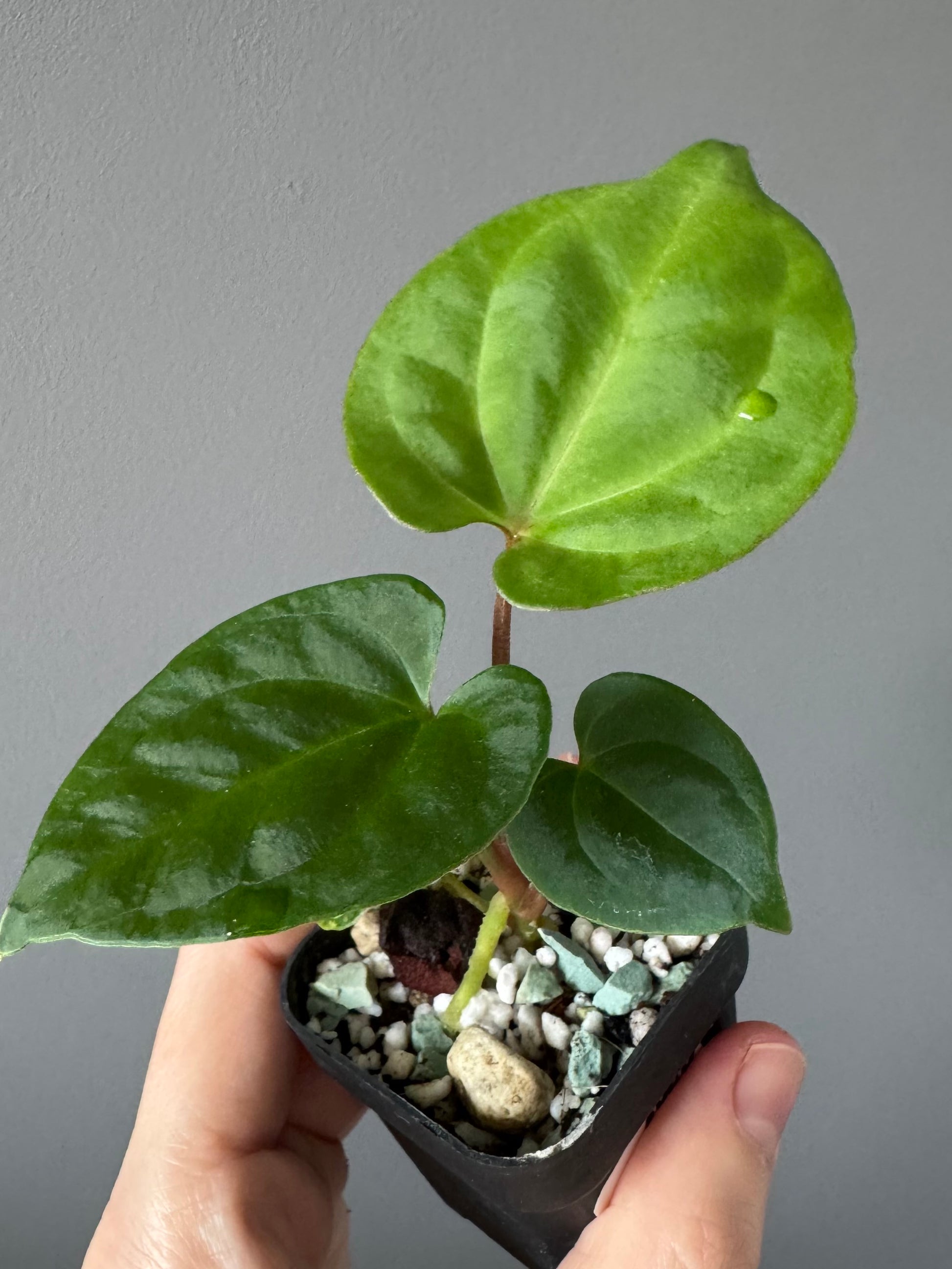 Anthurium Besseae aff. x RVDP